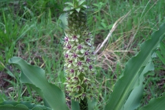 Eucomis montana