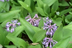 Ledebouria sp dwarf