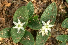 Massonia sp