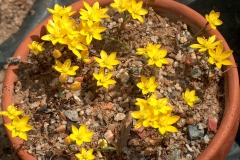 Ornithogalum dubium yellow