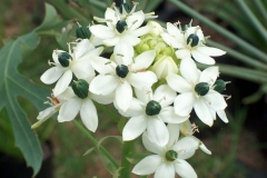 Ornithogalum saundersiae