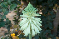 Veltheimia bracteata Lemon Flame