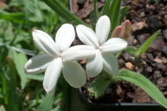 Rhodohypoxis baurii white