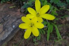 Sparaxis grandiflora subsp acutiloba