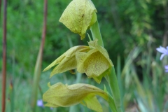 Gladiolus dalenii mustard green form