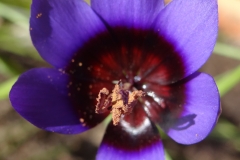 Geissorhiza monanthus
