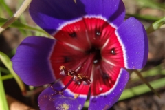 Geissorhiza radians