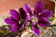 Sparaxis grandiflora