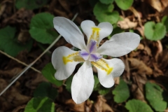 Dietes iridioides