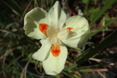 Dietes bicolor Mzamba River form