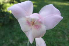 Gladiolus dolomiticus
