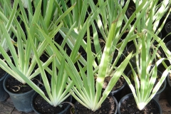 Dietes iridioides variegated