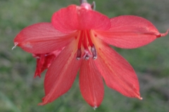 Gladiolus priorii