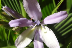 Babiana sp. Bastiaanskloof