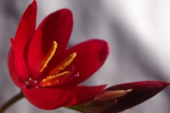 Geissorhiza inflexa