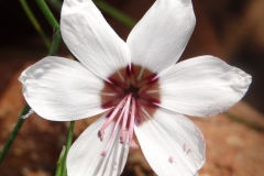 Geissorhiza tulbaghensis