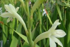Watsonia meriana Lemon chiffon