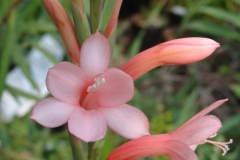 Watsonia knysnana x pillansii Pink porcelain