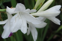 Watsonia borbonica subsp ardenei