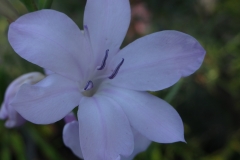Watsonia borbonica Helena