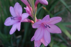 Watsonia meriana Cerise