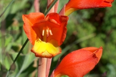 Gladiolus dalenii
