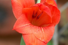 Gladiolus woodii Red Dazzle
