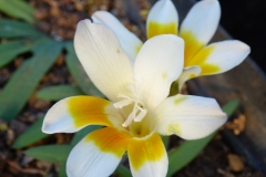 Freesia caryophyllacea