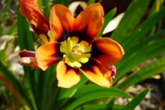 Sparaxis tricolor