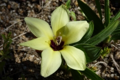 Babiana pygmaea