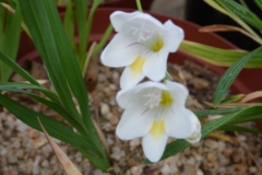 Freesia alba