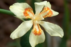 Dietes flavida