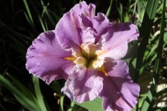 Lavender-Ruffles