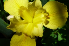 Alluvial Gold
