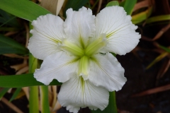Dural White Butterfly