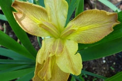Honey Star