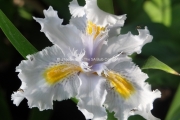 Iris japonica