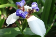Neomarica gracilis