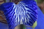 Neomarica caerulea
