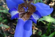 Neomarica caerulea