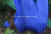Neomarica caerulea