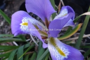 Iris unguicularis