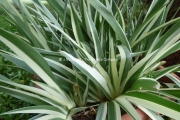 Iris japonica variegated leaf form