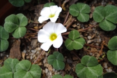Oxalis sp. Sonnenberg