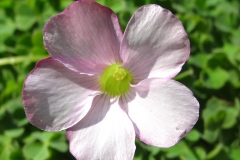 Oxalis zeekoevleyensis