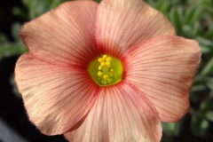 Oxalis obtusa peachy orange