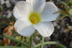Oxalis cathara white