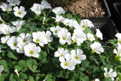 Oxalis purpurea white