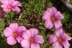 Oxalis glabra dark pink