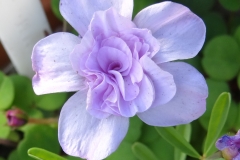 Oxalis nidulans double rose